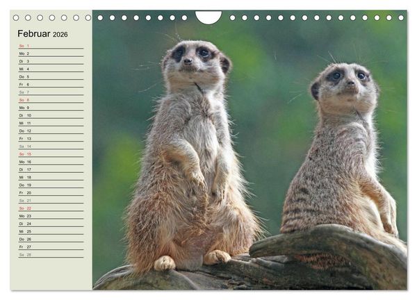 Produktbild: Erdm&auml;nnchen (Wandkalender 2026 DIN A4 quer), CALVENDO Monatskalender