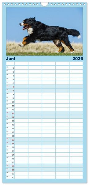 Produktbild: Familienplaner 2026 - Berner Sennenhund 2026 mit 5 Spalten (Wandkalender, 21 x 45 cm) CALVENDO