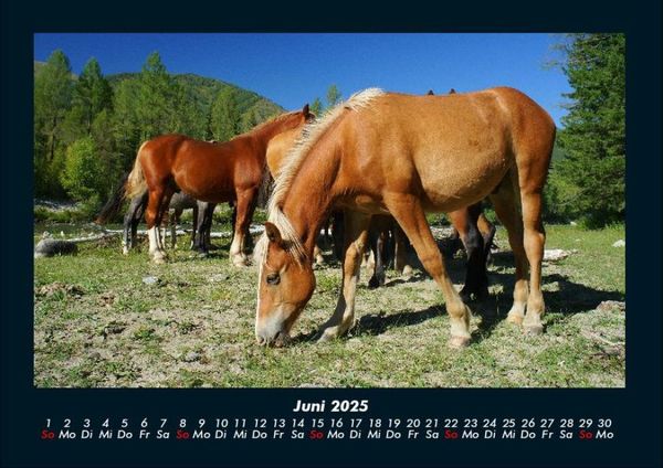Produktbild: Pferde Kalender 2025 Fotokalender DIN A4