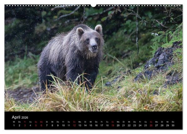 Produktbild: FASZINATION ALASKA Expedition durch die Inside Passage (Wandkalender 2026 DIN A2 quer), CALVENDO Monatskalender