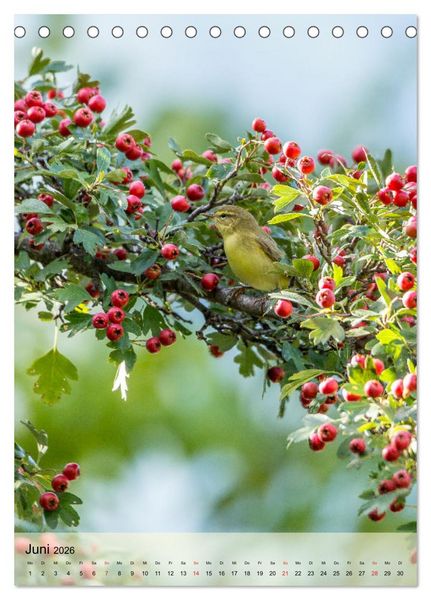 Produktbild: Vogelwelt der Schweiz (Tischkalender 2026 DIN A5 hoch), CALVENDO Monatskalender