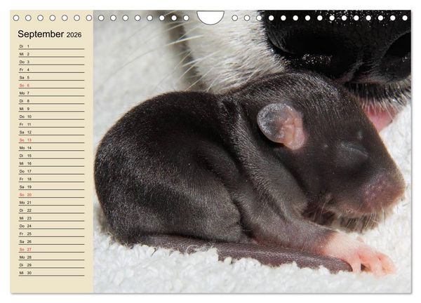 Produktbild: Ratten. Gelehrige Haustiere (Wandkalender 2026 DIN A4 quer), CALVENDO Monatskalender