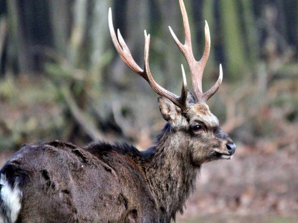 Produktbild: CALVENDO Puzzle Der Sikahirsch - Der kleine Asiat in unseren W&auml;ldern | 1000 Teile Lege-Gr&ouml;&szlig;e 64x48cm Foto-Puzzle f&uuml;r gl&uuml;ckliche Stunden