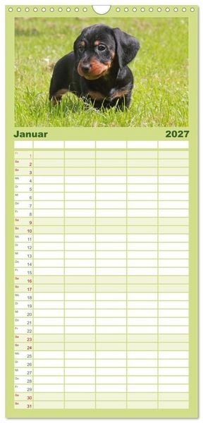 Produktbild: Familienplaner 2027 - Liebenswerte Rabauken - Rauhaardackel mit 5 Spalten (Wandkalender, 21 x 45 cm) CALVENDO