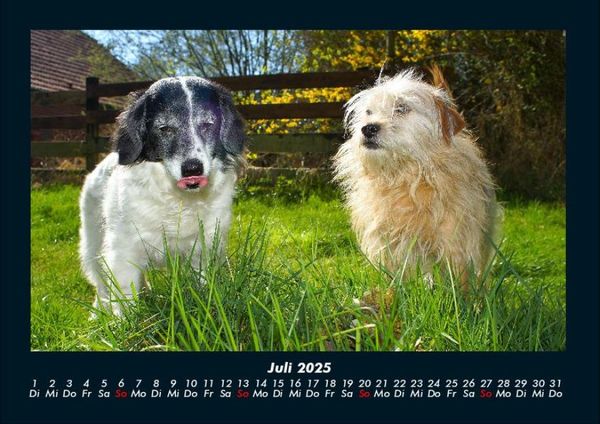 Produktbild: Der Hundekalender 2025 Fotokalender DIN A4