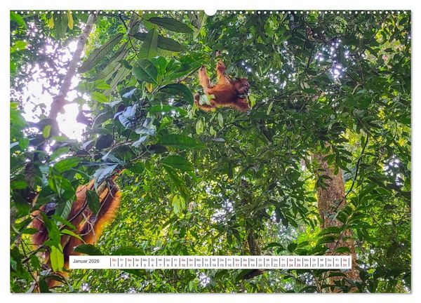 Produktbild: Gunung Leuser Nationalpark und seine Orang Utans (Wandkalender 2026 DIN A2 quer), CALVENDO Monatskalender