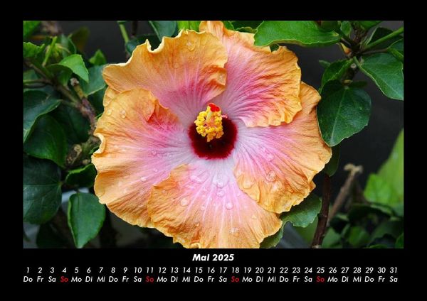 Produktbild: Blumentraum 2025 Fotokalender DIN A3