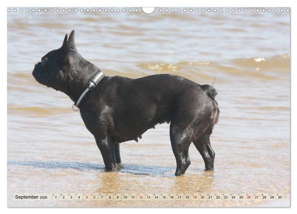 Produktbild: Bulldoggen - Englische und Franz&ouml;sische Bulldoggen (Wandkalender 2026 DIN A3 quer), CALVENDO Monatskalender