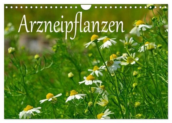 Produktbild: Arzneipflanzen (Wandkalender 2026 DIN A4 quer), CALVENDO Monatskalender