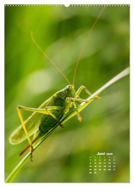 Produktbild: Ein Spaziergang &uuml;ber eine Sommerwiese (Wandkalender 2026 DIN A2 hoch), CALVENDO Monatskalender