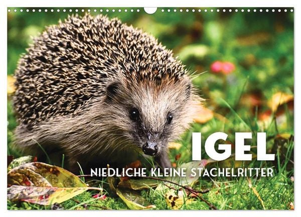 Igel - Niedliche kleine Stachelritter (Wandkalender 2026 DIN A3 quer), CALVENDO Monatskalender