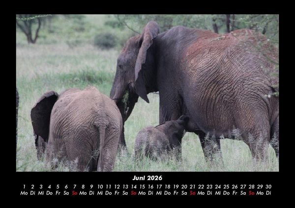 Produktbild: Elefanten 2026 Fotokalender DIN A3
