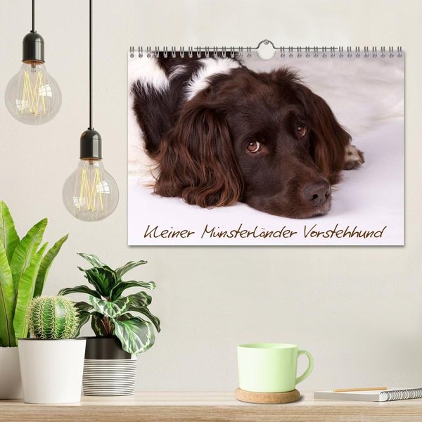 Produktbild: Kleiner M&uuml;nsterl&auml;nder Vorstehhund (Wandkalender 2026 DIN A4 quer), CALVENDO Monatskalender