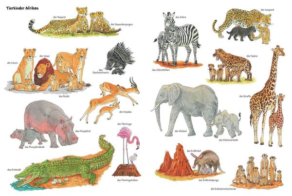 Produktbild: Duden 24+: Igel, Frosch & Elefant: Das gro&szlig;e Wimmelbuch der Tiere