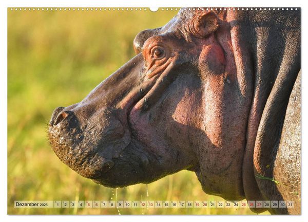 Produktbild: Faszination Afrika: Flusspferde (Wandkalender 2026 DIN A2 quer), CALVENDO Monatskalender