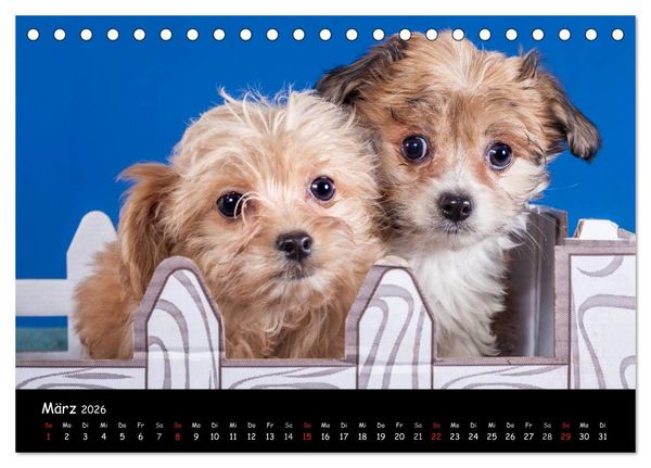 Produktbild: Bolonka Welpenstube (Tischkalender 2026 DIN A5 quer), CALVENDO Monatskalender