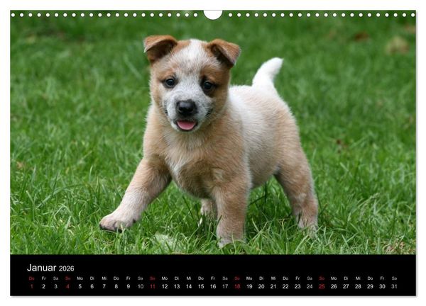 Produktbild: Australian Cattle Dog Welpen (Wandkalender 2026 DIN A3 quer), CALVENDO Monatskalender