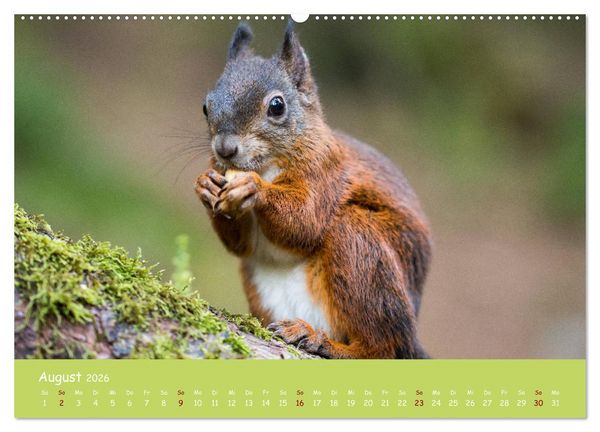 Produktbild: Eichh&ouml;rnchen - die s&uuml;&szlig;en Nussknacker (hochwertiger Premium Wandkalender 2026 DIN A2 quer), Kunstdruck in Hochglanz