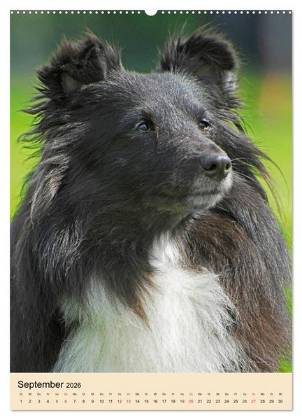 Produktbild: Sheltie - Wirbelwind auf 4 Pfoten (Wandkalender 2026 DIN A2 hoch), CALVENDO Monatskalender