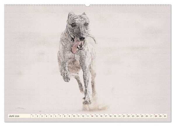 Produktbild: Whippet 2026 (Wandkalender 2026 DIN A2 quer), CALVENDO Monatskalender