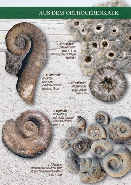 Produktbild: Fossilien am Ostseestrand