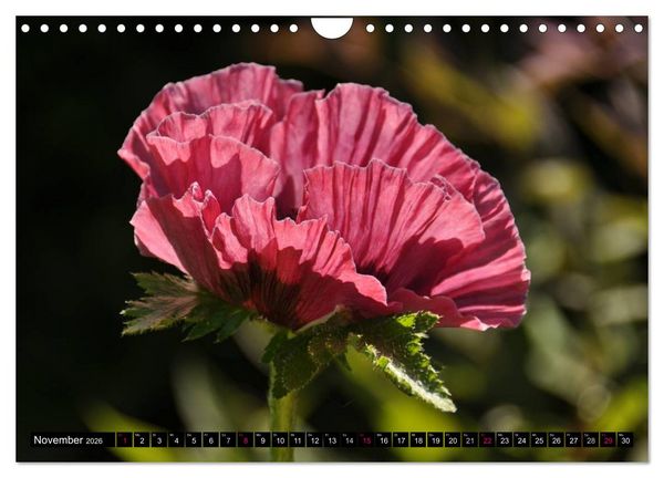 Produktbild: MOHNBL&Uuml;TEN (Wandkalender 2026 DIN A4 quer), CALVENDO Monatskalender