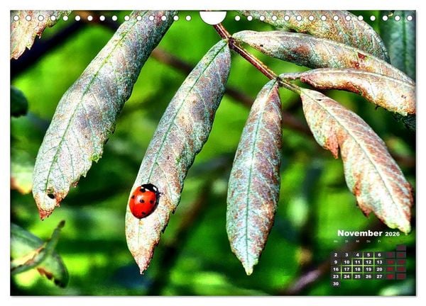 Produktbild: Viel Gl&uuml;ck! (Wandkalender 2026 DIN A4 quer), CALVENDO Monatskalender