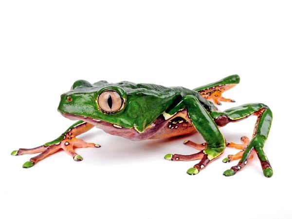 Produktbild: Riesen-Makifrosch - Phyllomedusa bicolor (Puzzle)