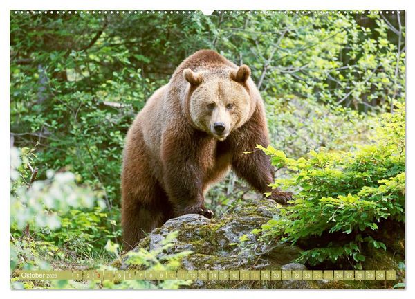 Produktbild: Arber, Rachel und Lusen: Der Hintere Bayerische Wald (Wandkalender 2026 DIN A2 quer), CALVENDO Monatskalender