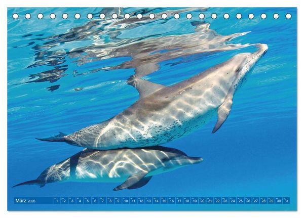 Produktbild: Delfine: Elegante Wellenreiter (Tischkalender 2026 DIN A5 quer), CALVENDO Monatskalender