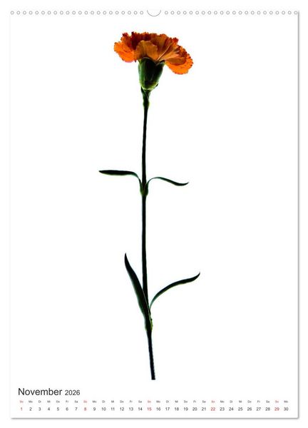 Produktbild: Blumen pur (Wandkalender 2026 DIN A2 hoch), CALVENDO Monatskalender