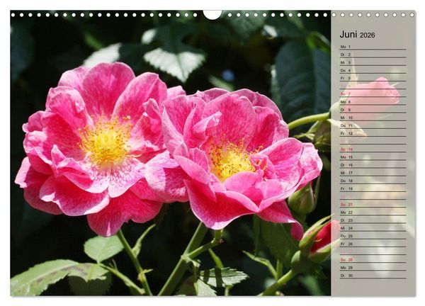 Produktbild: Rosensommer (Wandkalender 2026 DIN A3 quer), CALVENDO Monatskalender