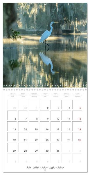 Produktbild: Mississippi Delta, Magic Swamps (Wall Calendar 2026 12 &times; 12 Inch) CALVENDO 12 Month Wall Calendar