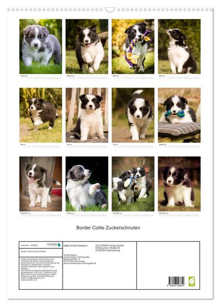 Produktbild: Border Collie Zuckerschnuten (Wandkalender 2026 DIN A2 hoch), CALVENDO Monatskalender