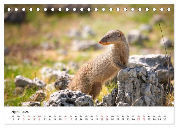 Produktbild: Afrikas kleine Stars (Tischkalender 2026 DIN A5 quer), CALVENDO Monatskalender