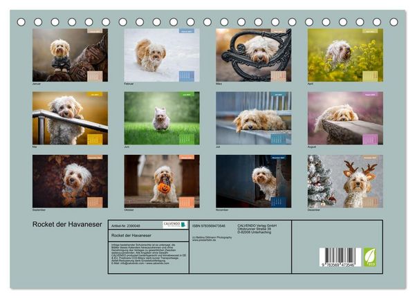 Produktbild: Rocket der Havaneser (Tischkalender 2027 DIN A5 quer), CALVENDO Monatskalender