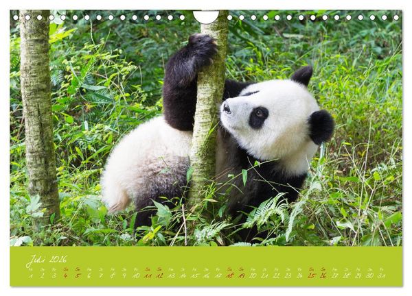 Produktbild: Der Gro&szlig;e Panda Ein kuscheliger Geselle (Wandkalender 2026 DIN A4 quer), CALVENDO Monatskalender