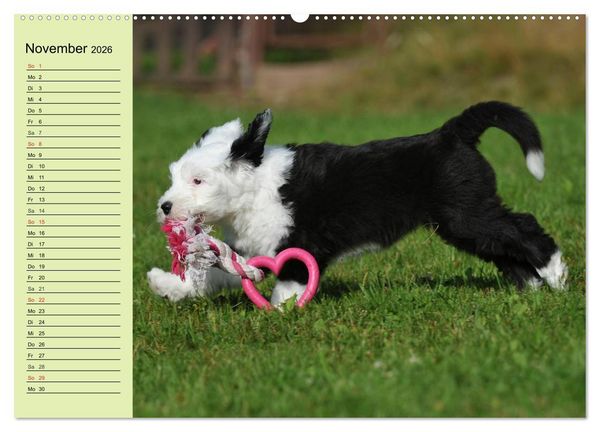 Produktbild: Traumhund Bobtail (hochwertiger Premium Wandkalender 2026 DIN A2 quer), Kunstdruck in Hochglanz