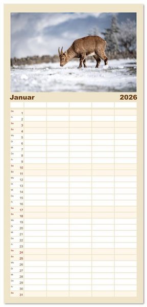 Produktbild: Familienplaner 2026 - Steinb&ouml;cke - Eindr&uuml;ckliche K&ouml;nige der Alpen mit 5 Spalten (Wandkalender, 21 x 45 cm) CALVENDO