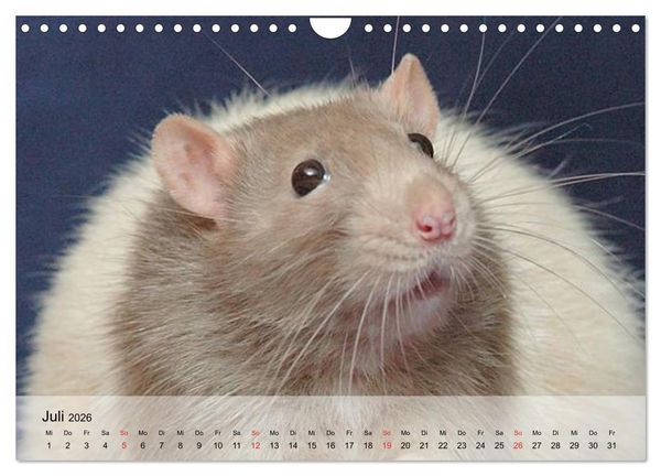 Produktbild: Ratten - Gelehrige Haustiere (Wandkalender 2026 DIN A4 quer), CALVENDO Monatskalender