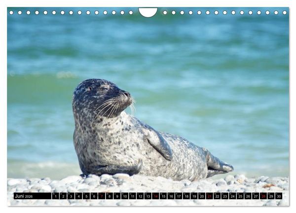 Produktbild: Robben an der Nordsee (Wandkalender 2026 DIN A4 quer), CALVENDO Monatskalender