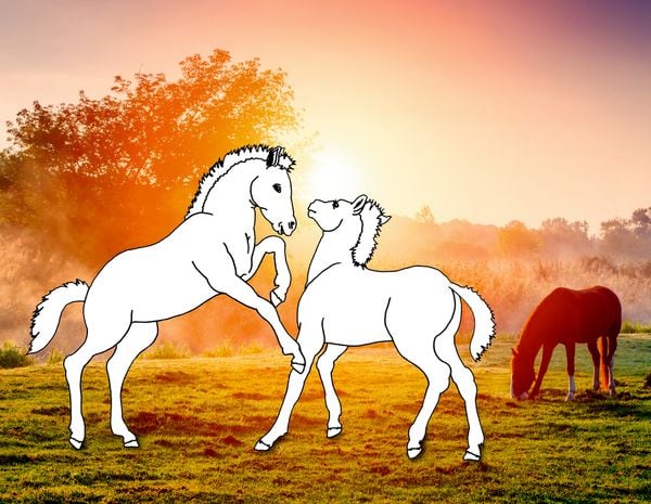 Produktbild: Traumpferde-Malbuch: Wilde Natur - Pferdefreunde