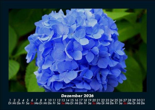Produktbild: Blumentraum 2026 Fotokalender DIN A5