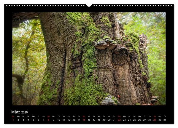 Produktbild: M&auml;rchenhafter Reinhardswald und Urwald Sababurg (hochwertiger Premium Wandkalender 2026 DIN A2 quer), Kunstdruck in Hochglanz