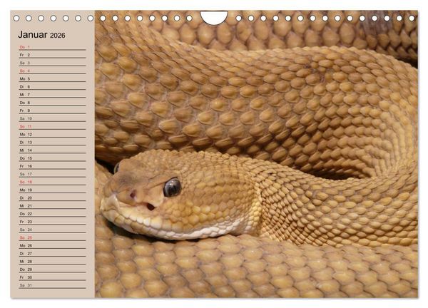 Produktbild: Schlangen (Wandkalender 2026 DIN A4 quer), CALVENDO Monatskalender
