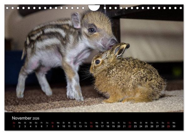 Produktbild: Kleine Schweinereien (Wandkalender 2026 DIN A4 quer), CALVENDO Monatskalender