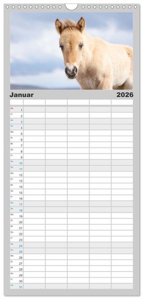 Produktbild: Familienplaner 2026 - Islandpferde Kalender - Pferde von der Insel aus Feuer und Eis mit 5 Spalten (Wandkalender, 21 x 45 cm) CALVENDO