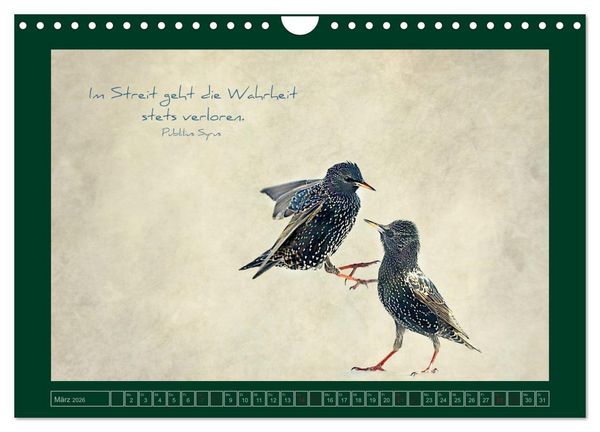 Produktbild: Stare und Weisheiten (Wandkalender 2026 DIN A4 quer), CALVENDO Monatskalender