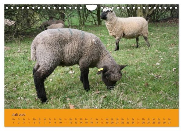Produktbild: Shropshire Schafe (Wandkalender 2027 DIN A4 quer), CALVENDO Monatskalender