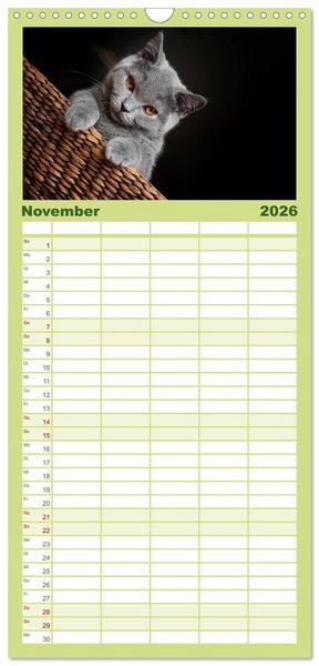 Produktbild: Familienplaner 2026 - B&auml;rige Schmusetiger - Britisch Kurzhaar mit 5 Spalten (Wandkalender, 21 x 45 cm) CALVENDO